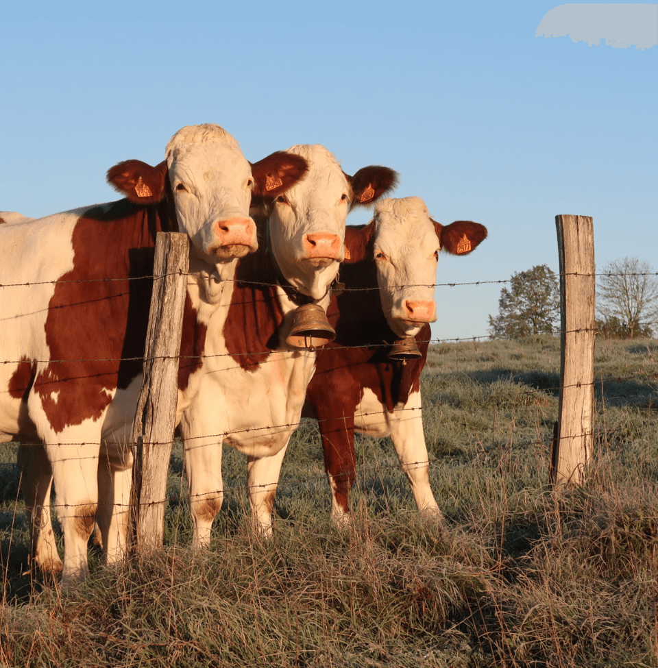 Trois vaches montbéliardes au lever du soleil